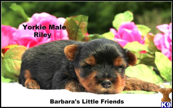 Puppies in Scottsville